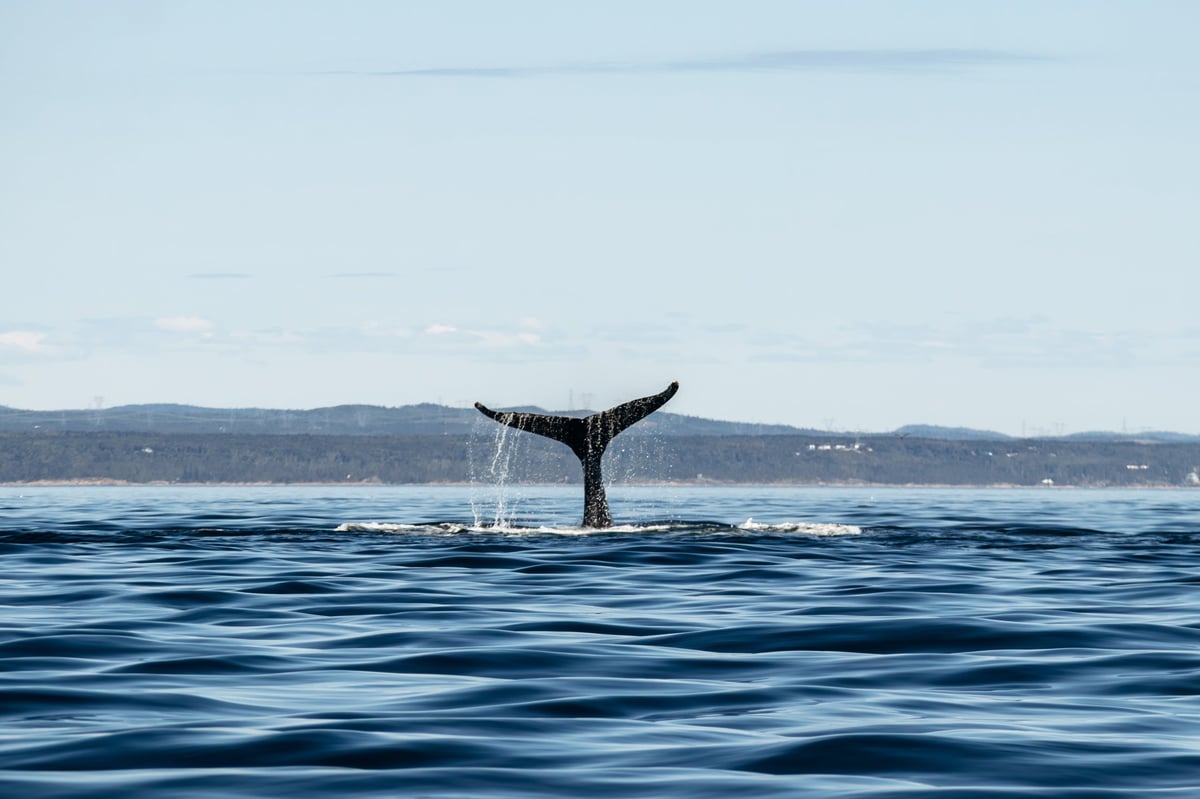 Cola de ballena emergiendo sobre la superficie del agua en mar abierto